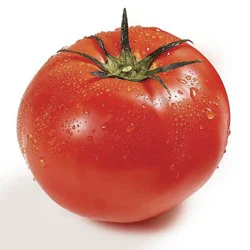 Organic Tomatoes