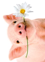 Avanti Card Blank Pig Holds Flower