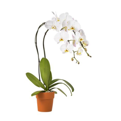 slide 1 of 1, Debi Lilly Design Debi Lilly 6 White Phal In Clay - 6 In, 6 in