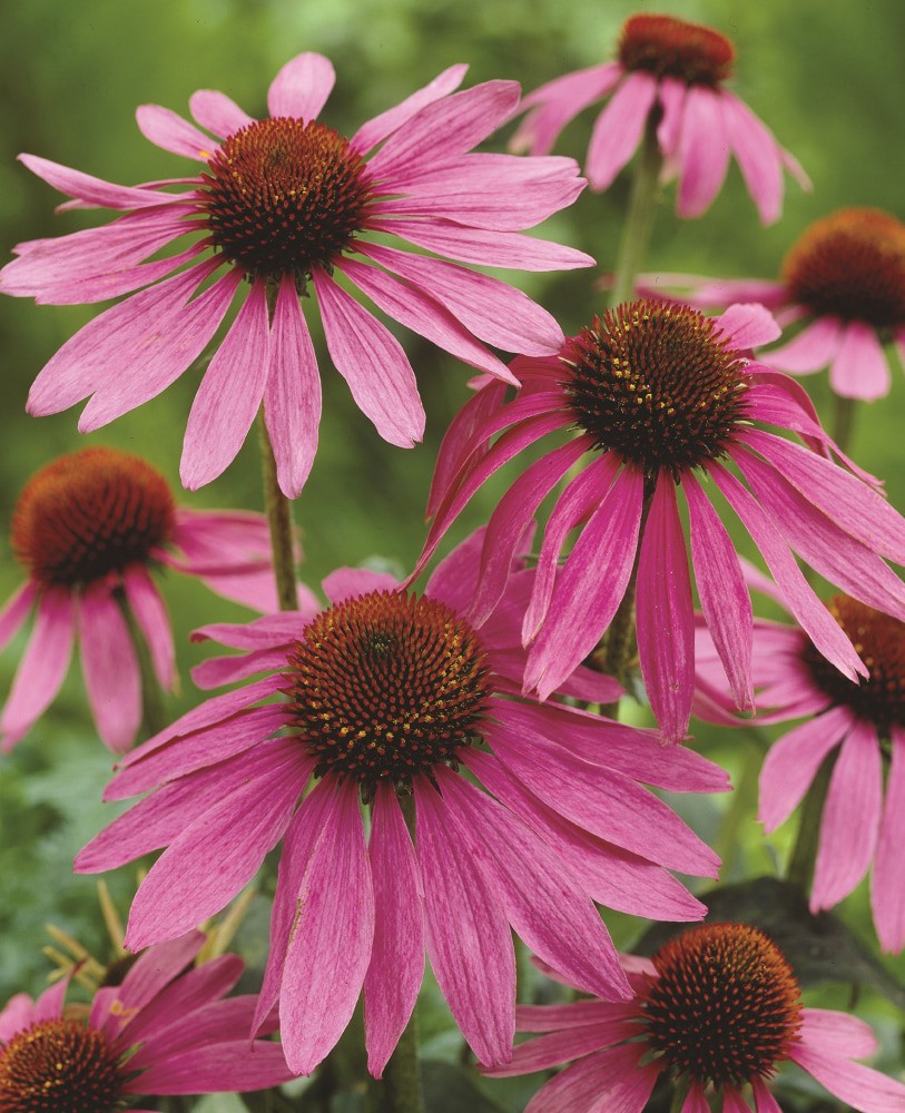 slide 2 of 2, Echinacea Magnus Bulb Sets, 1 ct