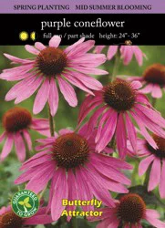 Echinacea Magnus Bulb Sets
