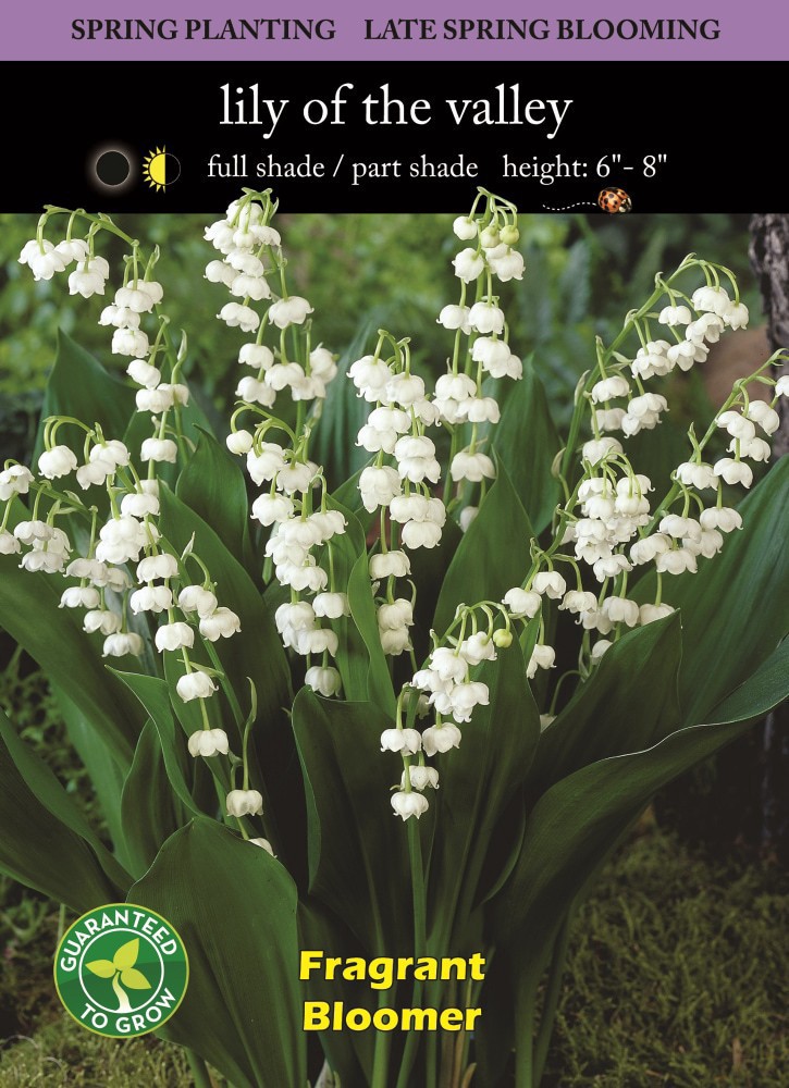 slide 2 of 2, Lily Of The Valley Bulbs - White, 1 ct
