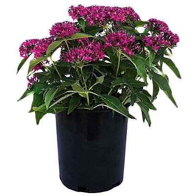 slide 1 of 1, Spring Creek Growers Lucky Star Violet Pentas Potted Plant, 10 in