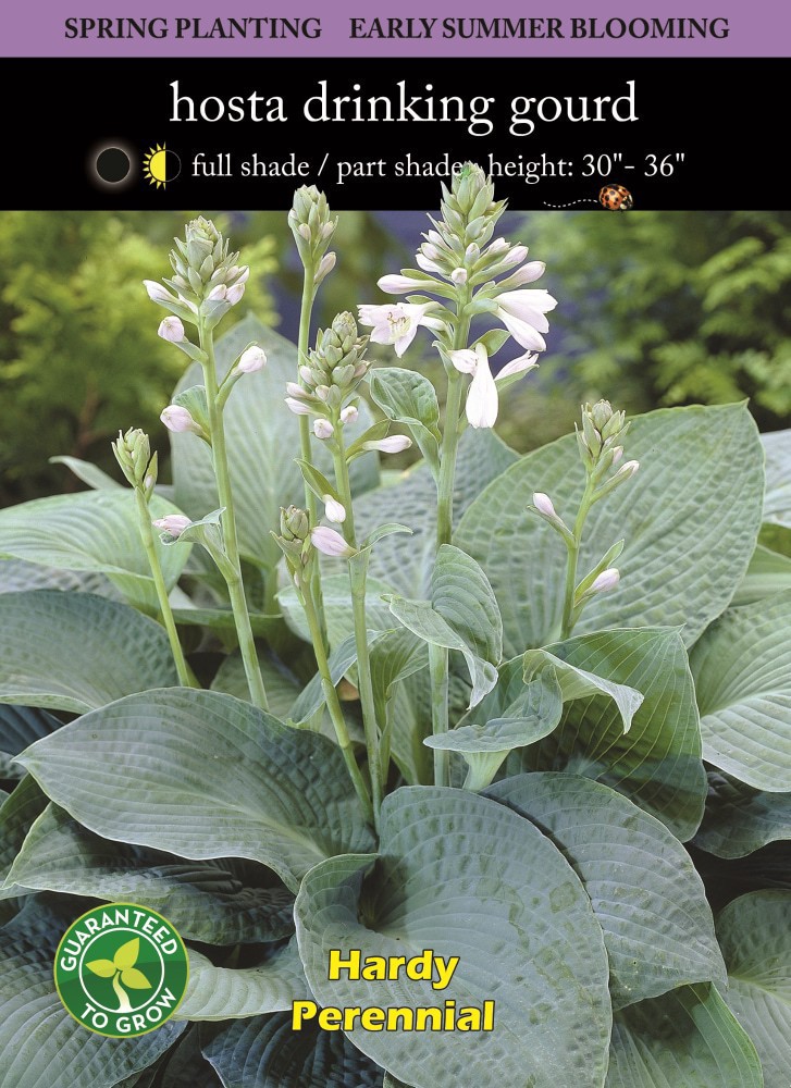 slide 2 of 2, Hosta Drinking Gourd Bulb Sets, 1 ct