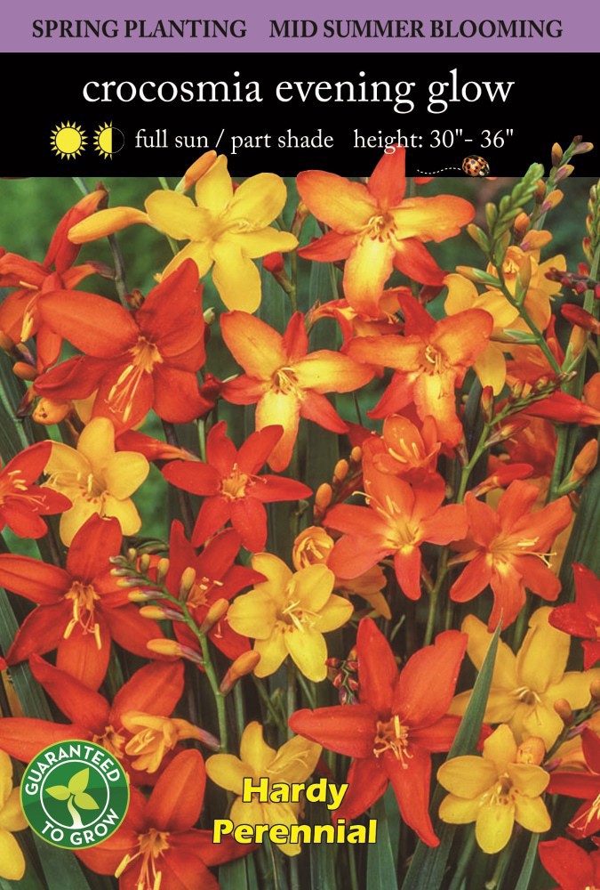 slide 2 of 2, Crocosmia Evening Glow Mix, 1 ct
