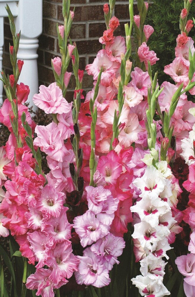 slide 2 of 2, Gladiolus Pretty In Pink Bulbs, 1 ct