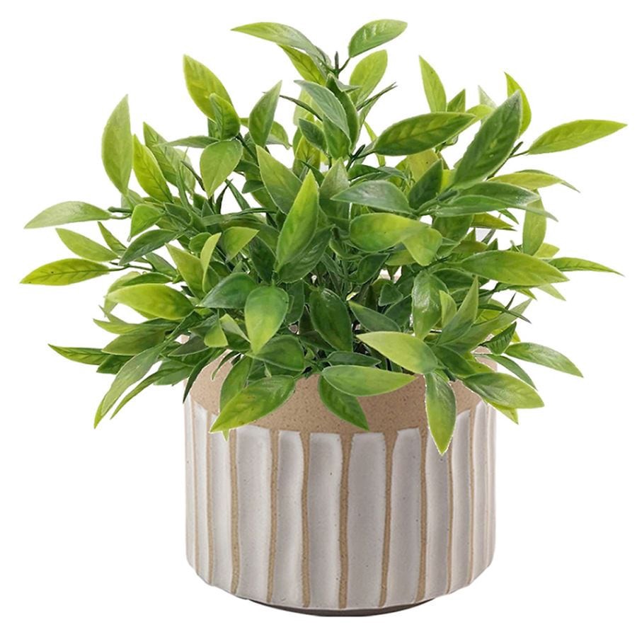 slide 1 of 1, Garden Party Two Tone Ceramic Plant, 1 ct