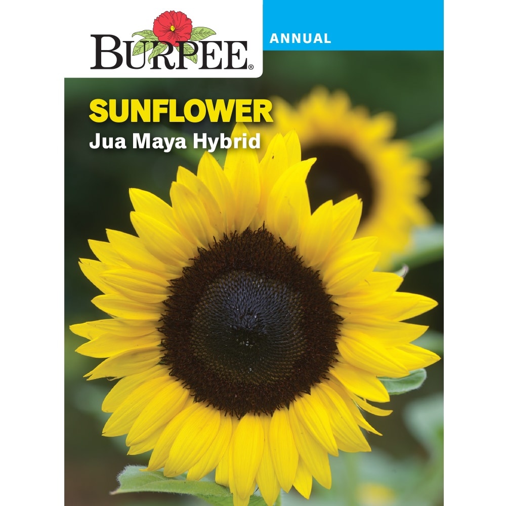 slide 1 of 1, Burpee Sunflower Jua Maya Hybrid Seed Packet, 1 ct