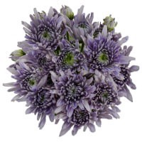 slide 9 of 13, Chrysanthemum Bluocean Bunch, 1 ct