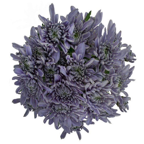 slide 3 of 13, Chrysanthemum Bluocean Bunch, 1 ct