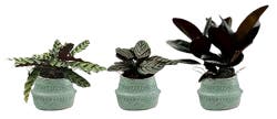 Foliage in Weave Pot