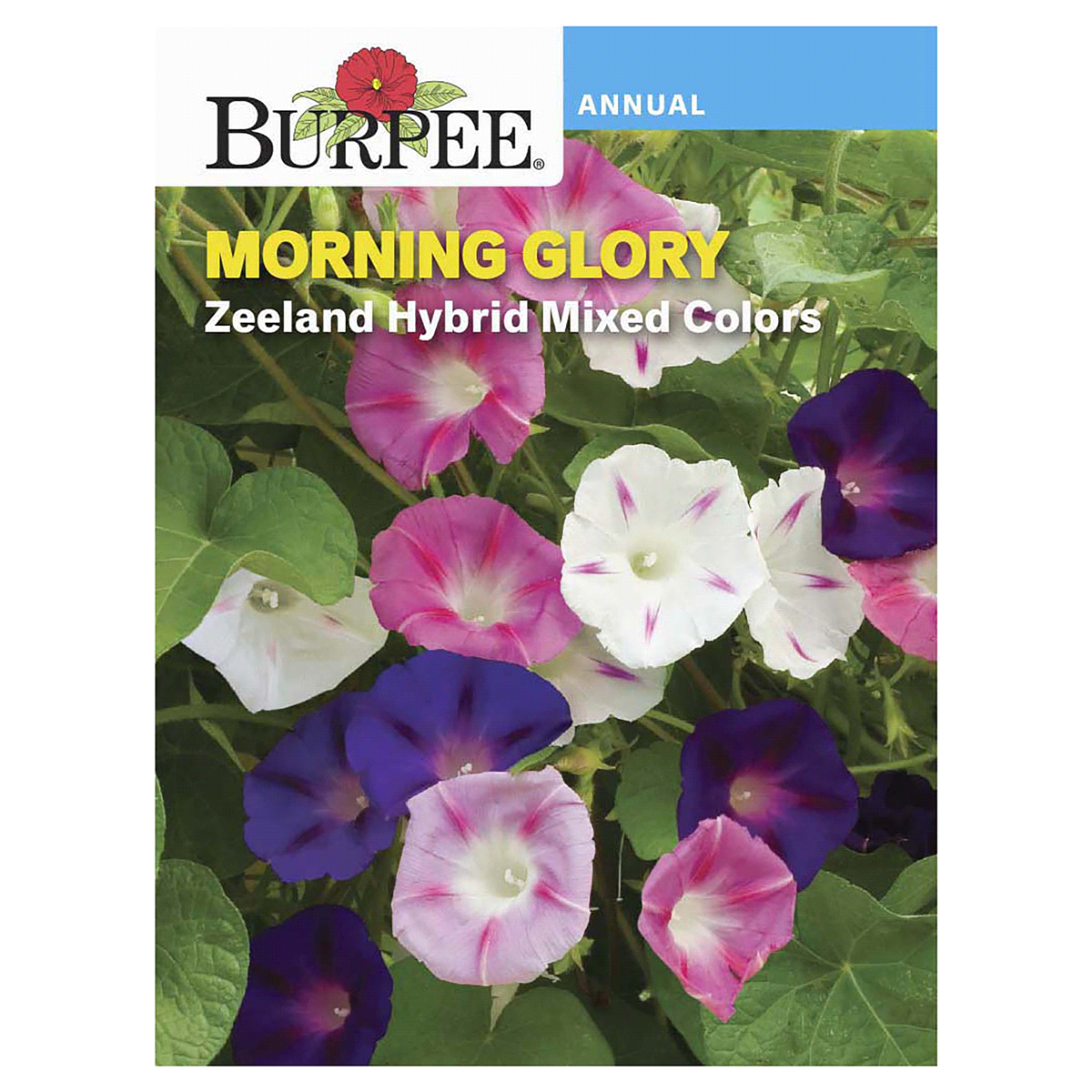 slide 1 of 5, Burpee Morning Glory Zeeland Hybrid Mix Seeds, 1 ct