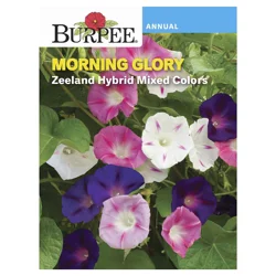 Burpee Morning Glory Zeeland Hybrid Mix Seeds