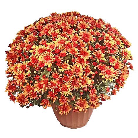 slide 1 of 1, Mums Hardy 8-9 Inch - EA, 1 ct