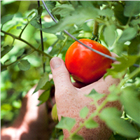 slide 6 of 9, Bonnie Plants  Tomato Celebrity, 19.3 oz