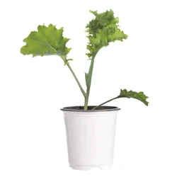 Bonnie Plants Kale - Curly