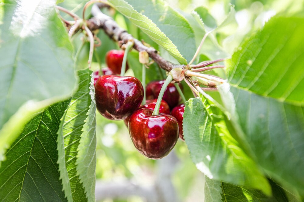 slide 3 of 3, Red Organic Cherries,