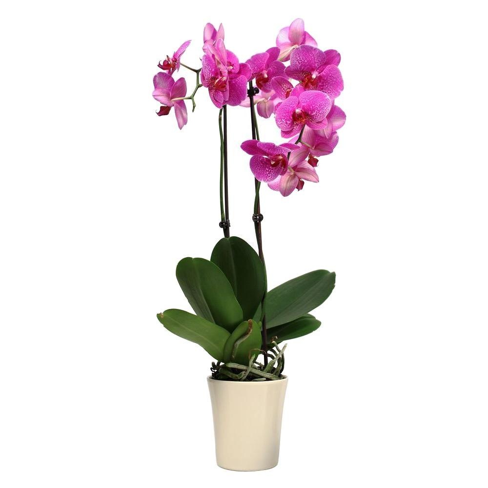 slide 1 of 1, Green Circle Growers H-E-B Blooms Phalaenopsis Orchid in Ceramic Pots, 5 in