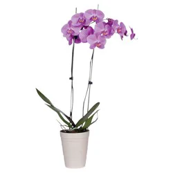 Green Circle Growers H-E-B Blooms Phalaenopsis Orchid in Ceramic Pots