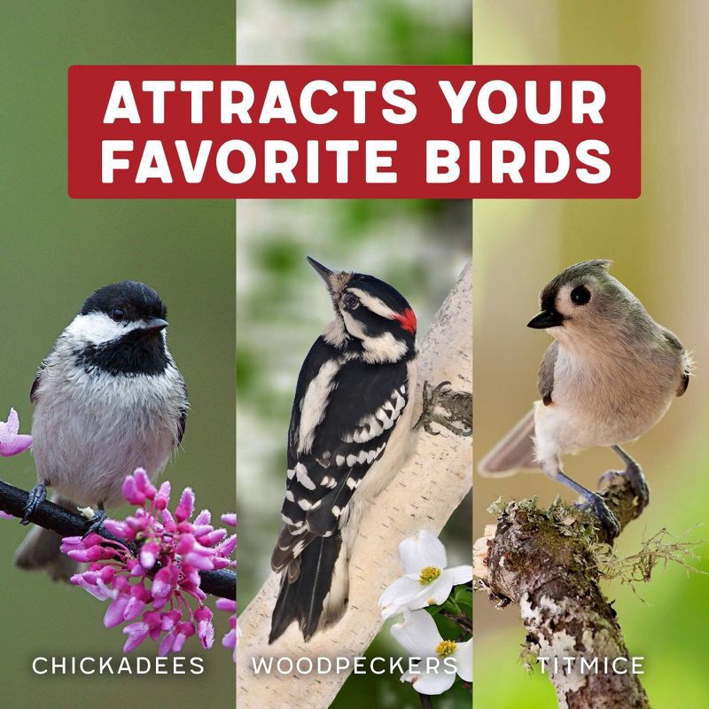 slide 5 of 9, Morning Song Melody Select Nut Fruit & Berry Bird Food, 4.5 lb