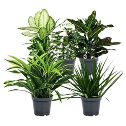 Foliage Astd 6in - 6 INCH