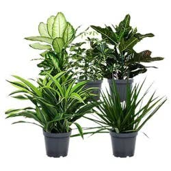 Foliage Astd 6in - 6 INCH
