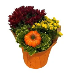 Fall Garden Flowering Potted Plant