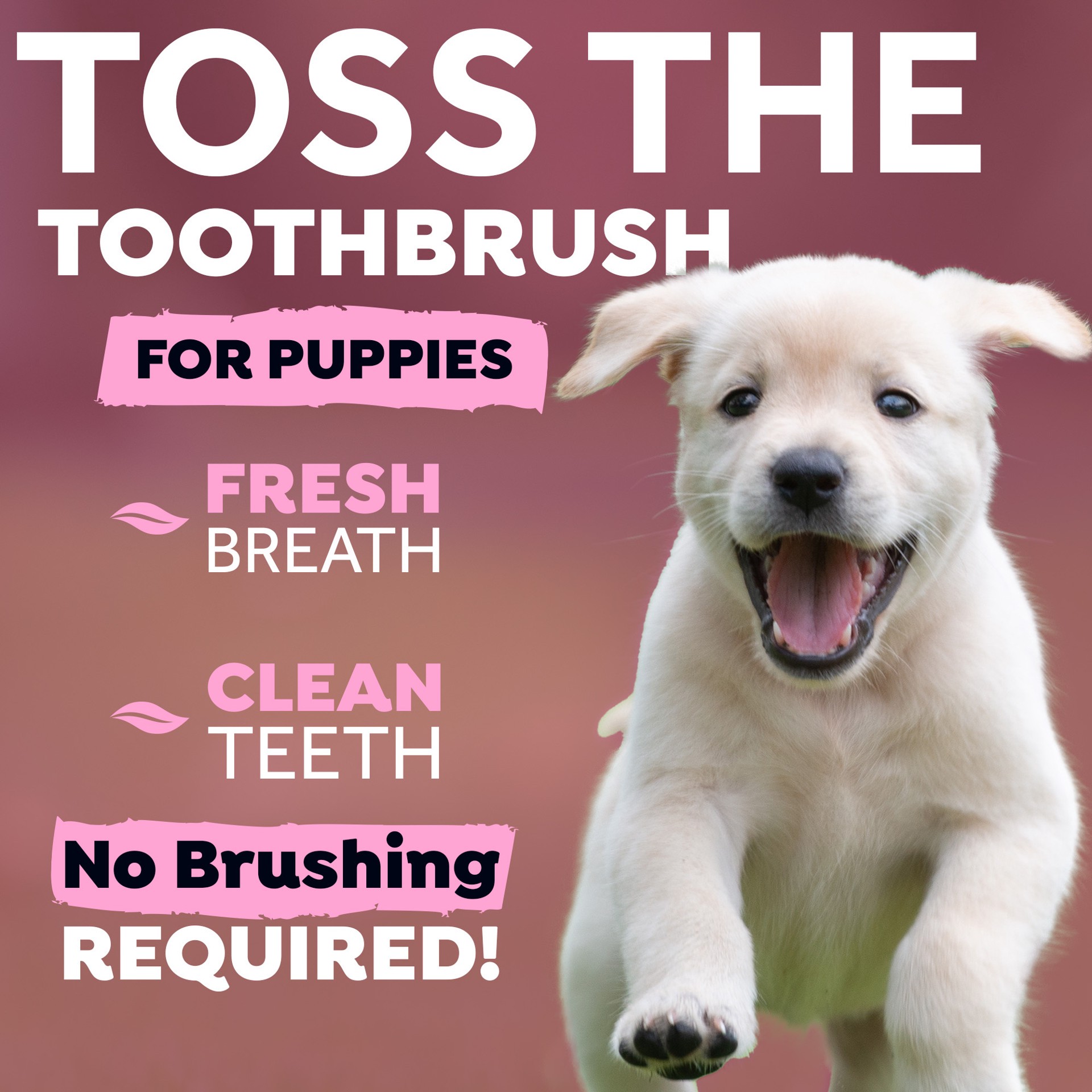 slide 5 of 10, TropiClean Fresh Breath Dental Health Solution for Puppies, 16oz, 16 oz