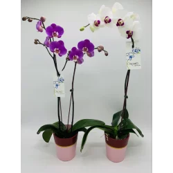 Orchid In Ceramic Pot