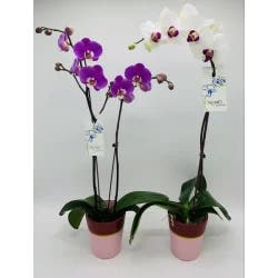 Orchid In Ceramic Pot