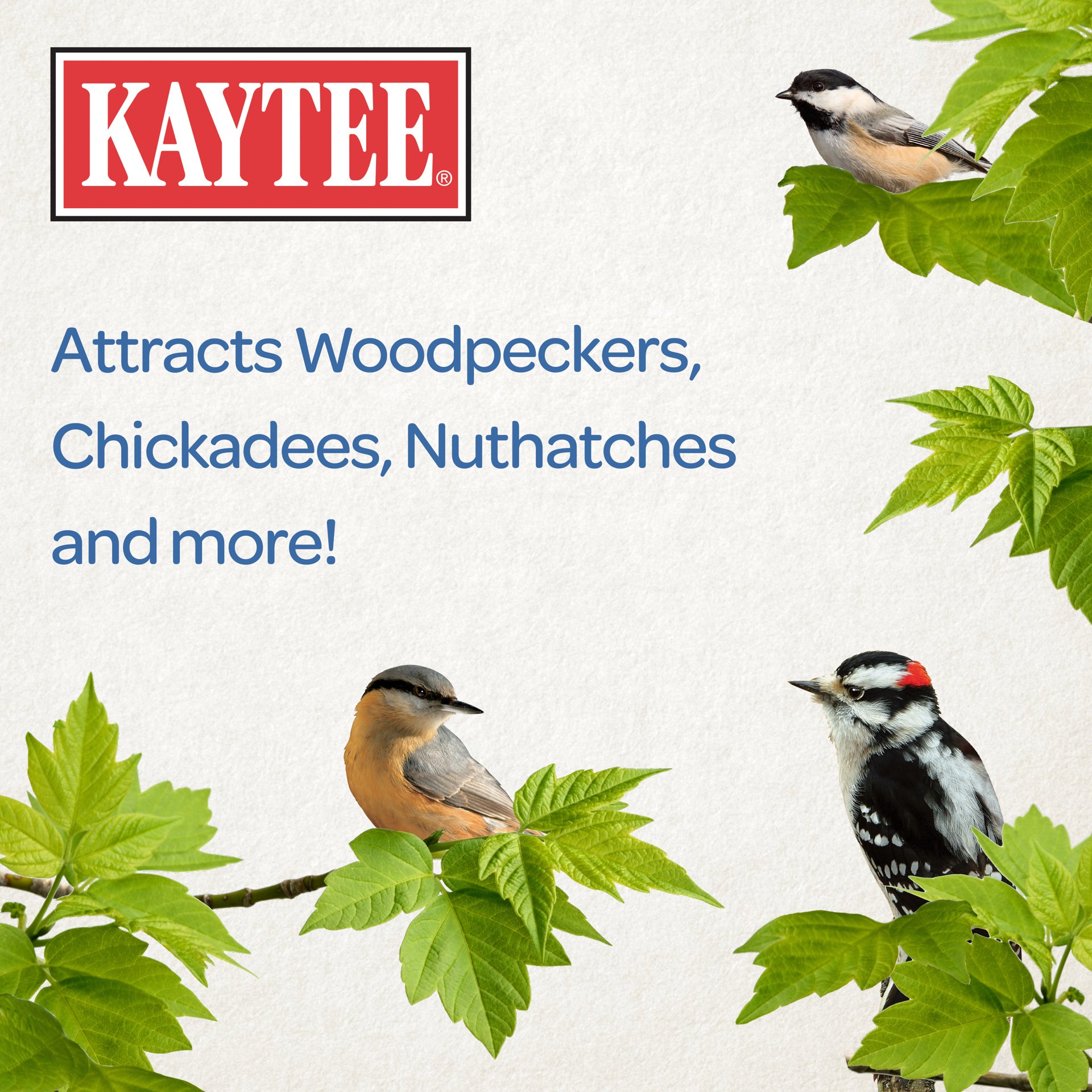 slide 5 of 7, Kaytee Woodpecker Seed Cake with Premium Ingredients, 1.85 Pounds, 1 ct