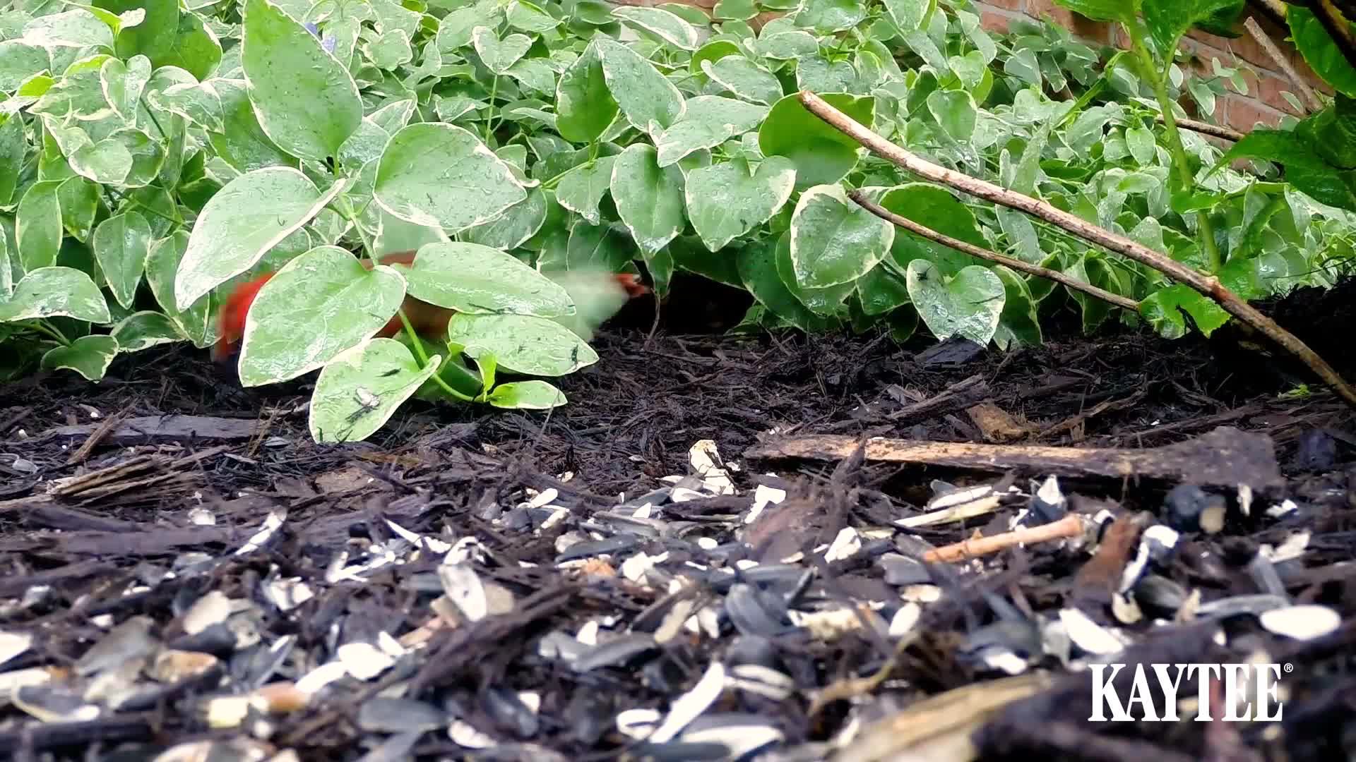 slide 6 of 7, Kaytee Woodpecker Seed Cake with Premium Ingredients, 1.85 Pounds, 1 ct