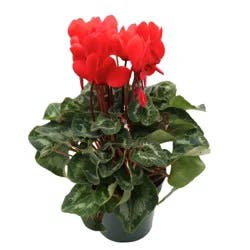 H-E-B Texas Backyard Red Cyclamen Potted Plant