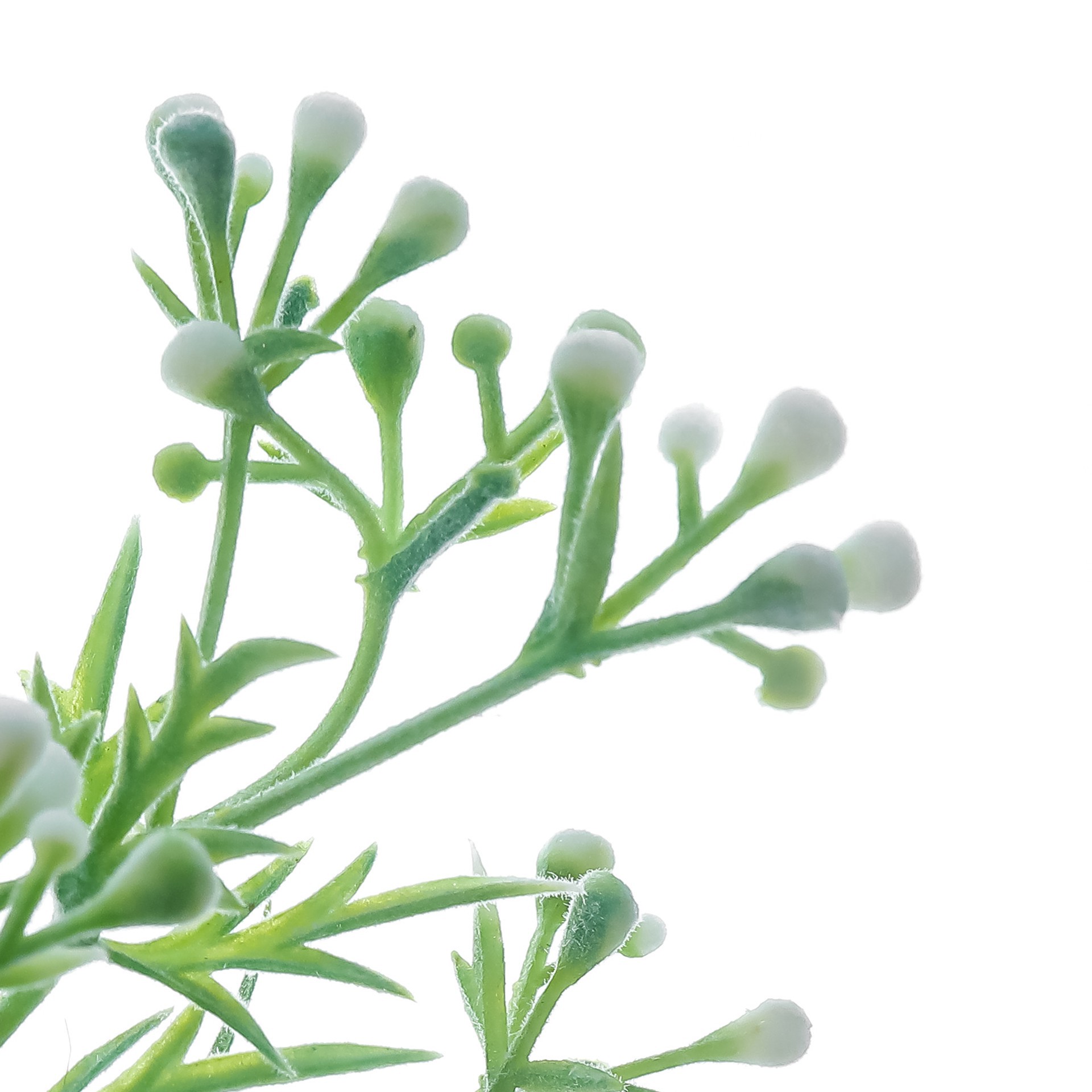 slide 2 of 2, 18.5" Dusty Miller Deluxe Bush By Ashland, 18.5 in