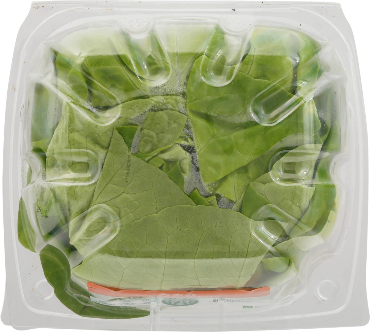 slide 12 of 12, Vertical Roots Green Butter Living Lettuce 3.75 oz, 1 ct