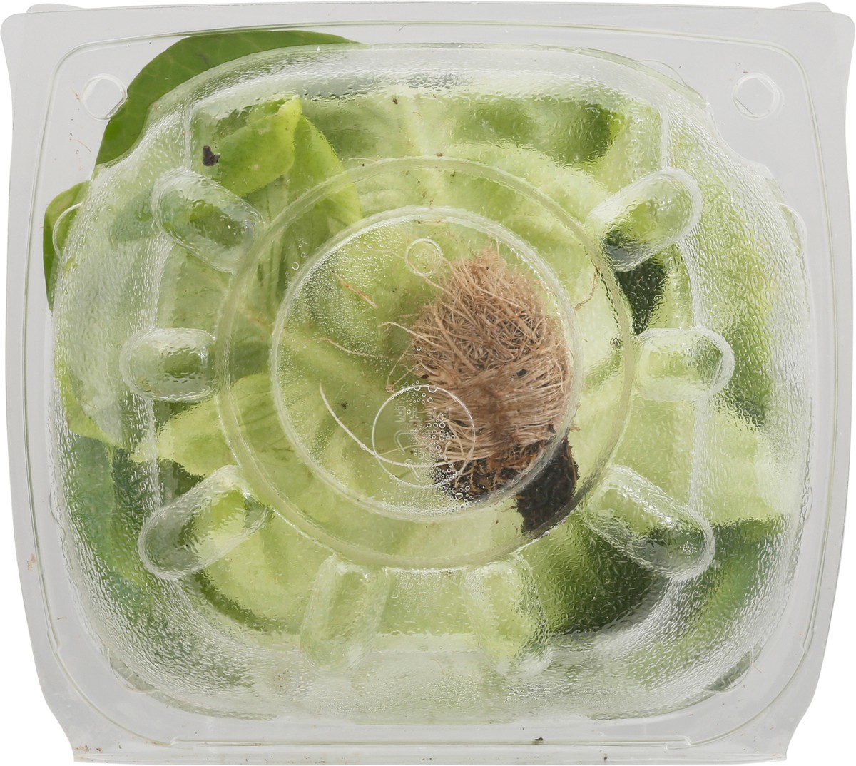 slide 10 of 12, Vertical Roots Green Butter Living Lettuce 3.75 oz, 1 ct