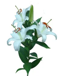 Bloom Haus White Oriental Lillies