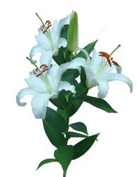 Bloom Haus White Oriental Lillies