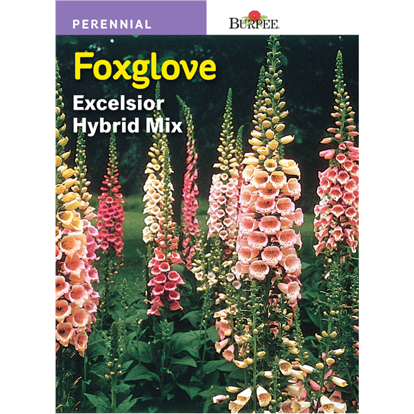 slide 1 of 1, Burpee Foxglove, Exceisior Hybrid Mix, 1 ct