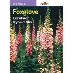 Burpee Foxglove, Exceisior Hybrid Mix