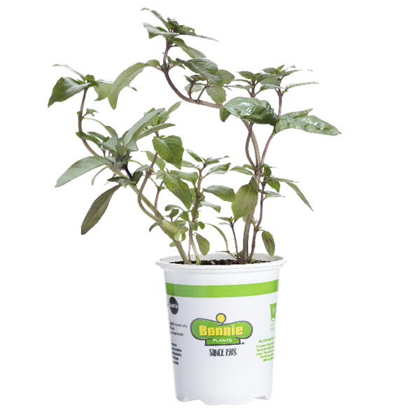 slide 1 of 1, Bonnie Plants  Basil Thai, 19.3 oz