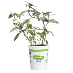 Bonnie Plants  Basil Thai