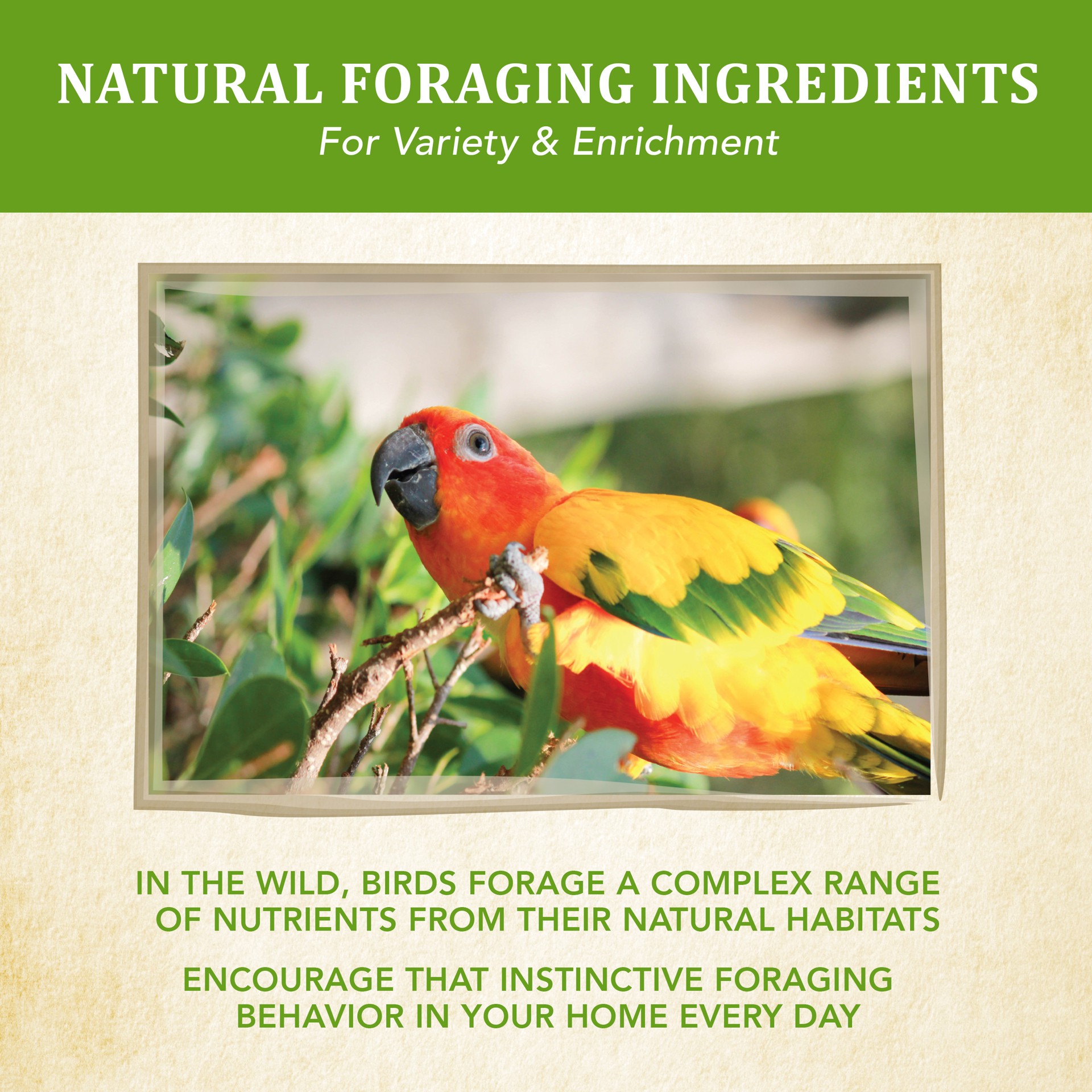 slide 4 of 10, Kaytee Food from the Wild Conure, 2.5 lb, Hand Selected Ingredients, 2.5 lb