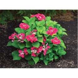 Hydrangea Cherry Explosion