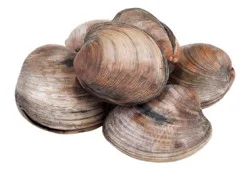 Littleneck Clams