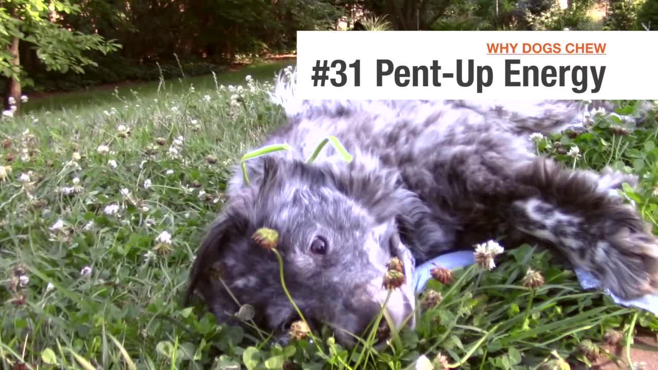 slide 10 of 10, Nylabone Just for Puppies Teething Chew Toy Keys Bacon Keys Small/Regular - Up to 25 Ibs.(1 Count), 1 ct