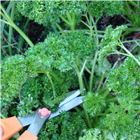 slide 3 of 9, Bonnie Plants  Parsley Curled, 19.3 oz