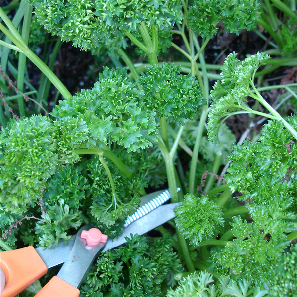 slide 4 of 9, Bonnie Plants  Parsley Curled, 19.3 oz