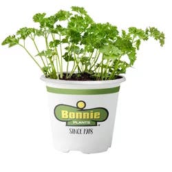 Bonnie Plants Parsley Curled
