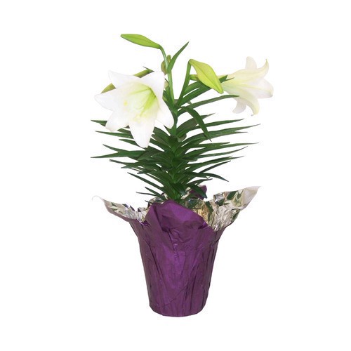 slide 1 of 1, Dry Oriental Mushrooms, 1 ct